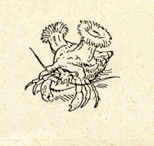 Symbiosis Of Hermit Crab With Sea Anemones