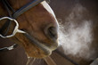 © Mint Images - A horse with bridle and bit, breathing heavily after exercise, steam rising in cold air.