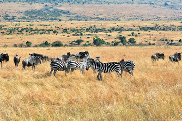 Wall Mural - african wildlife