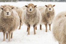 Sheep In The Snow, Eye Contact