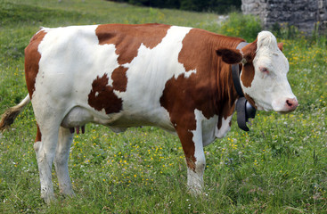 Wall Mural - cow grazing in the meadow in the mountains 1