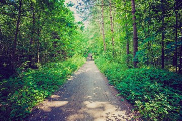 Poster - Green summer european forest