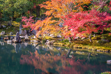 Fototapete - Japanese garden during falling season