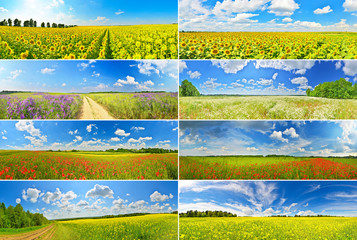 Wall Mural - Flower fields