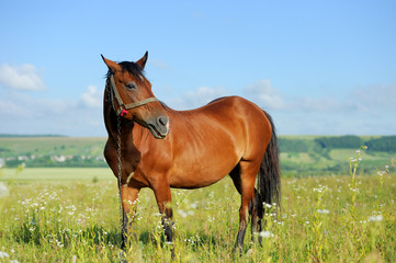 Wall Mural - horse