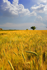 Canvas Print - sunset in wheat field. summer landscape