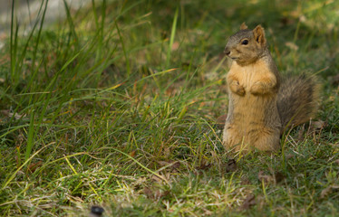 curious squirrel standing