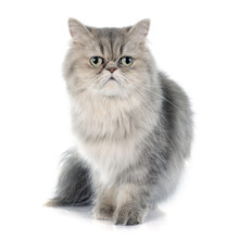 Persian Cat Free Stock Photo - Public Domain Pictures