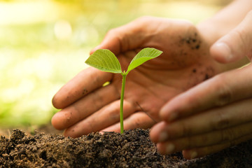 Wall Mural - hands of famer growing and nurturing a young green plant / growing tree