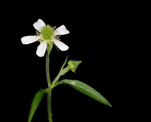 White Avens