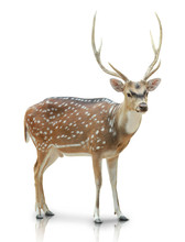 Chital, Spotted Deer Isolated In White Background