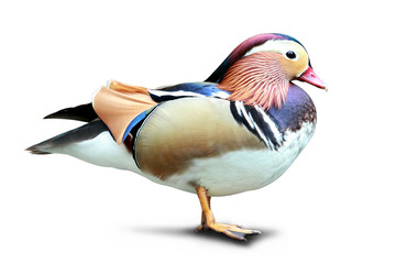 Colorful Mandarin duck standing isolated in white background