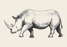 Rhino Sketch
