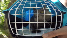 Carriage Of Gray Cat Into Pet Cage Carrier By Car PoV