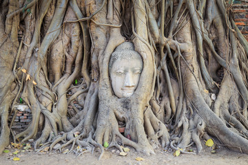 Head of Buddha statue in the tree roots at Wat Mahathat temple, Ayutthaya, Thailand.