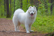 Samoyed puppy in the wood