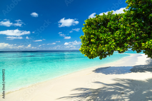 tree giving shade on tropic...