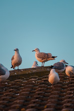 Seagulls On A Roof