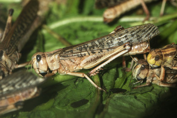 Canvas Print - Desert locust (Schistocerca gregaria).