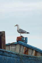 Seagull Is Standing On The Edge Of A Boat