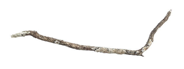 dry dead branch isolated on white background
