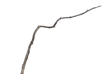 dry dead branch isolated on white background