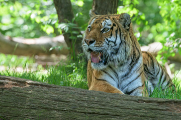 Wall Mural - Siberian tiger ready to attack looking at you