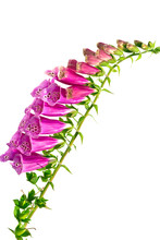 Isolate Foxglove ( Digitalis ) Flowers On A White Background