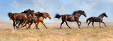 Fototapeta Konie - Group of  beautiful horse run gallop on field with dust