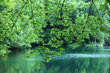 Wall Mural - forest landscape in summer europe pine