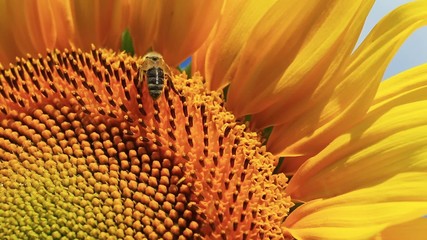 Wall Mural - sunflower and bee,macro