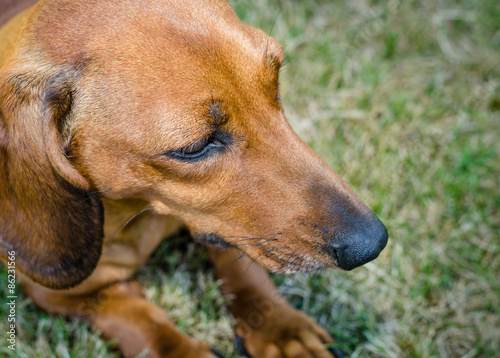 Closeup Portrait Of Short Haired Red Dachshund On Grass Buy This