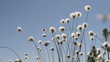 Cotton Grass In A Swamp In Siberia