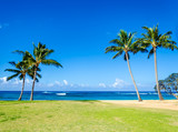 Fototapeta Do akwarium - Cococnut Palm trees on the sandy Poipu beach in Hawaii