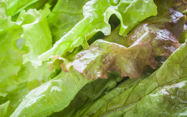 Wall Mural - Close - up fresh green lettuce vegetable salad