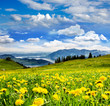 Auszeit: Pusteblumenwiese vor Schweizer See :)