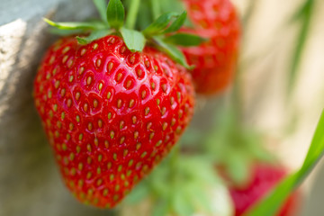 ripe fresh strawberries on wooden background, close up