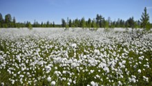 Cotton Grass In A Swamp In Siberia