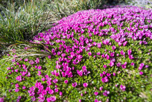 Natural Carpet Of Small Alpine Purple Flowers