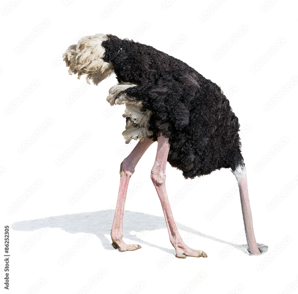 ostrich burying head in sand ignoring problems - obrazy, fototapety, plakaty 
