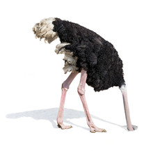 Ostrich Burying Head In Sand Ignoring Problems