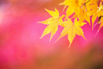Wall Mural - yellow maple leaf in autumn season