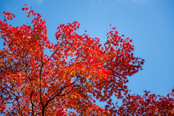 Wall Mural - red maple tree with clear blue sky