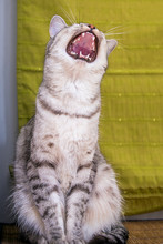 Funny Gray Cat Yawns