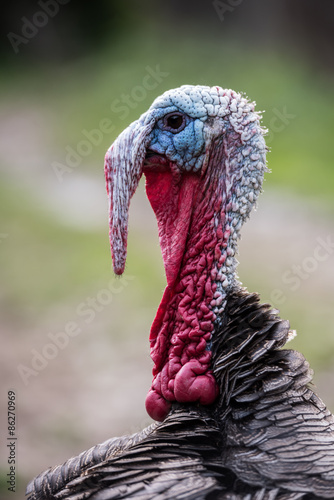 Fényképezés Turkey Bird. Portrait Turkey close up Blurred Background.