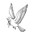 Vector of Hand draw dove. Symbol of peace
