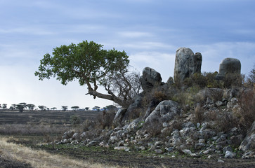 Tanzania, Serengeti National Park, Seronera area, the typical granitic rocks called kopjes