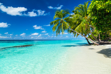 coco palms on tropical paradise beach with turquoise blue water and blue sky