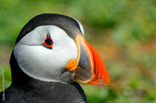 Cuadros en Lienzo Atlantic puffin, Farne Islands Nature Reserve, England