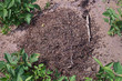 Leśne mrowisko kopiec mrówek